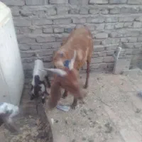 . بز بابزغاله وخرگوش