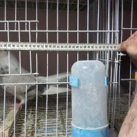 فروش قفس جفت کنی کبوتر