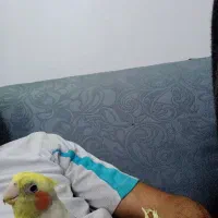 عروس هلندی یک چشم کور