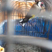 سهره فروشی