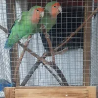 طوطی برزیلی جفت