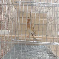 سهره قناری،دورگه استاد دهن فتاه واسپانیای بی ایراد