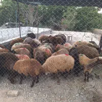 عرضه دام زنده کریمی تحت نظارت بهداشت