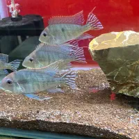 فروش انواع ماهیان گوشتخوار در مجموعه پرنسس