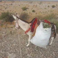 فروش خر