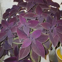 گل حسن یوسف