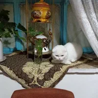 گربه اسکاتیش آروم ومهربون