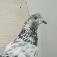 کبوتر