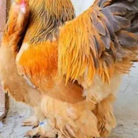 تخم مرغ نطفه دار برهمابوف اصل