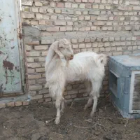 نربز کله گلابی