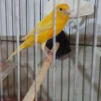 قناری نر مست شلاقی بخون