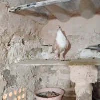 کفتر پرشی|پرنده|سبزوار, قصبه غربی|دیوار