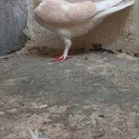 پرنده
