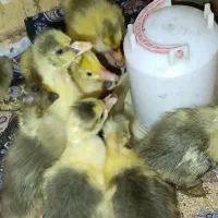 جوجه غاز اوکراینی ومحلی
