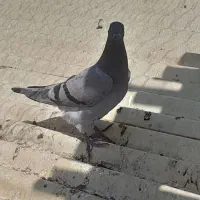 پلاکی جوجه و نر و ماده دم گیر
