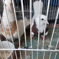 ی جفت طوقی مهر به شرط تخم و جوجه