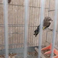 جوجه سهره قفسی