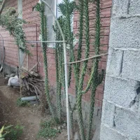 کاکتوس خوش قد و قامت