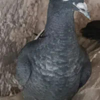 کبوتر جوجه نر وماده