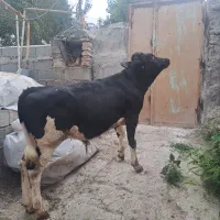 گاو|حیوانات مزرعه|زیرآب, |دیوار