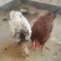 ۲عددخروس تزه جوان