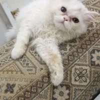 گربه پرشین صورت عروسکی 3 ماهه ماده