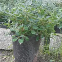 فروش گل پتسپروم