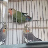 عروس هلندی ماده