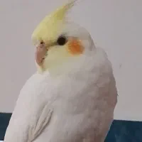 گمشده .مبلغ خریدش مژدگانی میدم