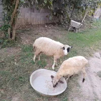 گوسفند زنده نر و ماده