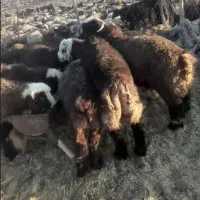 فروش بره نر سبک  وزن متفاوت  ۲۵ تا ۴۰