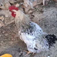 خروس