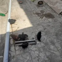 جوجه لاری اصیل