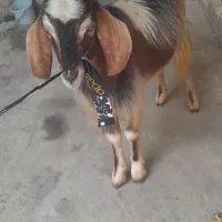بز قاله