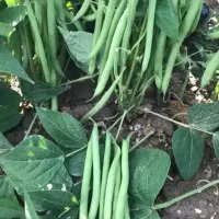 لوبیا سبز درجه یک مشگین