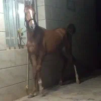کره ماده عرب