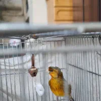 سهره قناری کاکلی دارچینی گنبد هستم