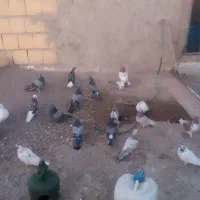 فروش ۱۰‌جفت کفتر خوب