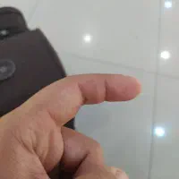 قناری دم زرد