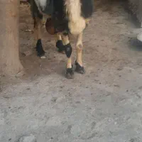 گوسفند
