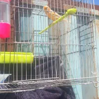 قناری مست مست