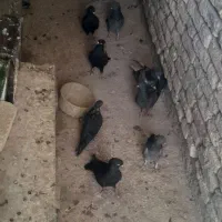 کبوتر پر و فیت