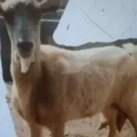 فروش بز سانن جوان اصل  پرشیروبره چینی نر  ۵۵کیلو