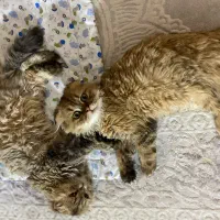 دو عدد گربه اسکاتیش