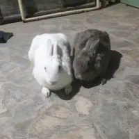 خرگوش