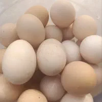 تخم مرغ محلی
