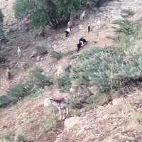 چپش