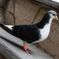 یک جفت کفتر جفتگاه