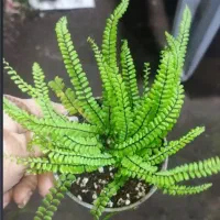 سرخس تریچومنز
