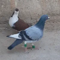 کبوتر بوم